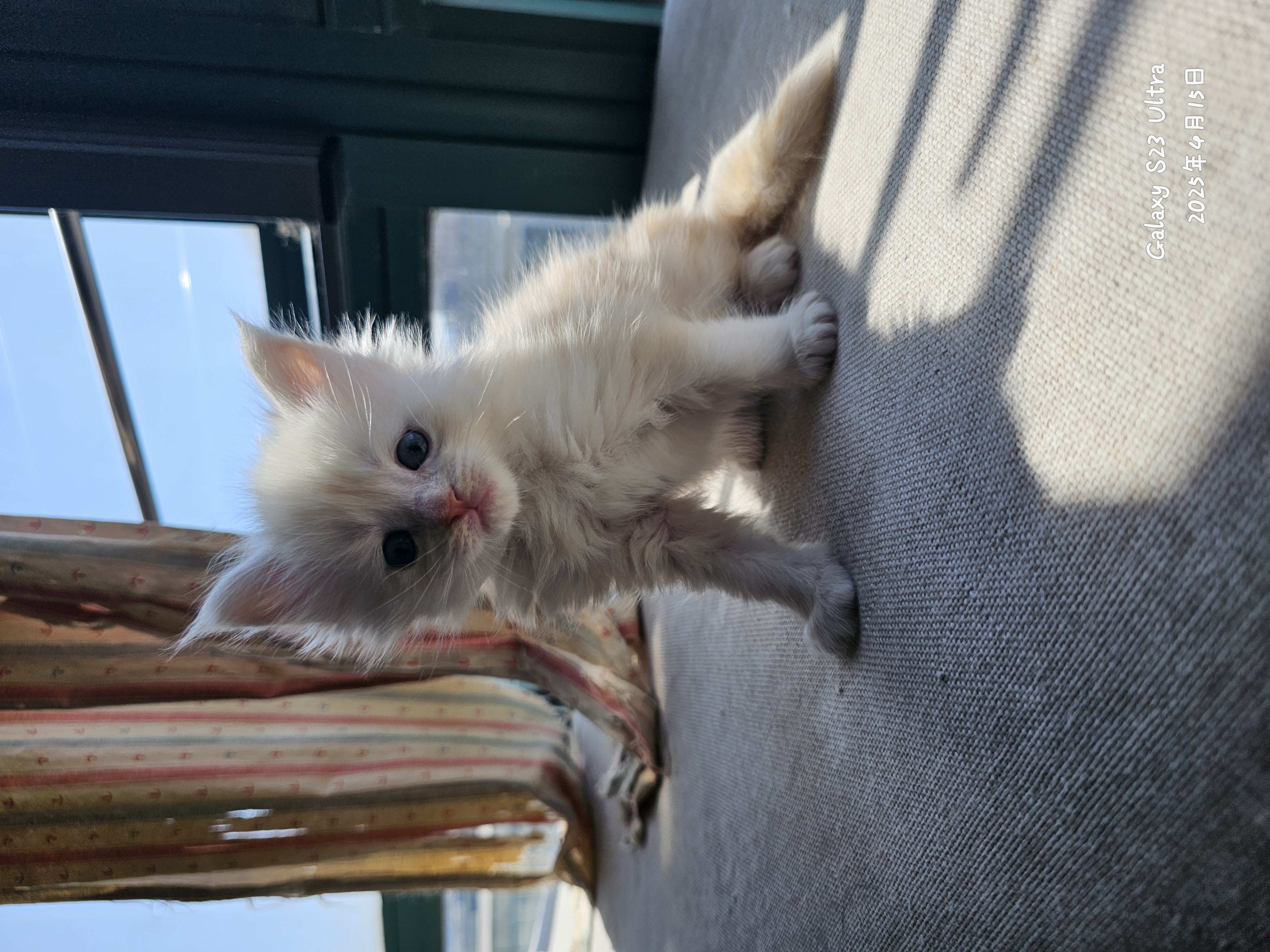 缅因猫 满月照合集